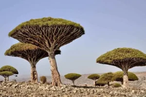 Kisah Menarik Pulau Socotra yang Misterius